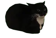 A cat