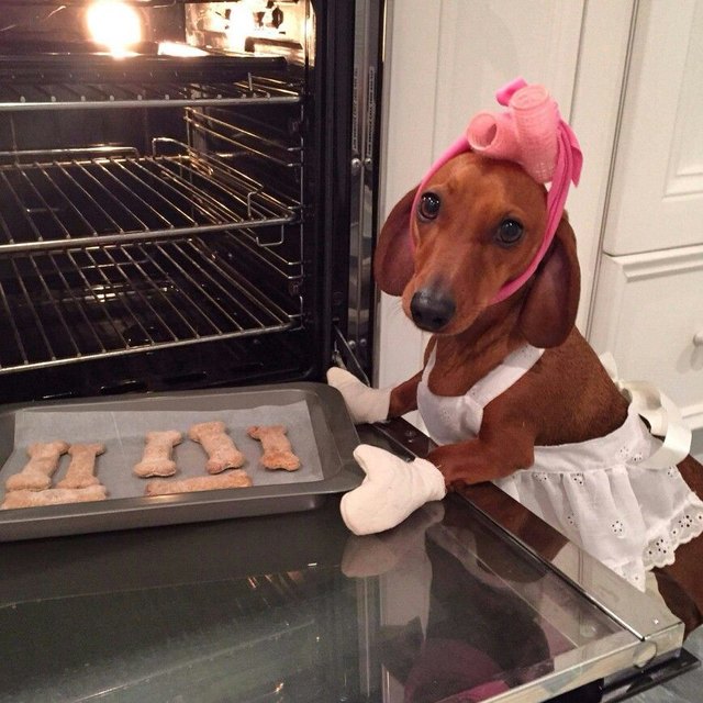 a dachshund in a headscarf and oven mitts, taking a tray of bone-shaped biscuits out of the oven