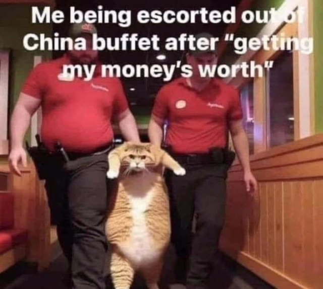 a very large cat carried out of a buffet by two staff: &ldquo;me being escorted out of China buffet after getting my money&rsquo;s worth&rdquo;