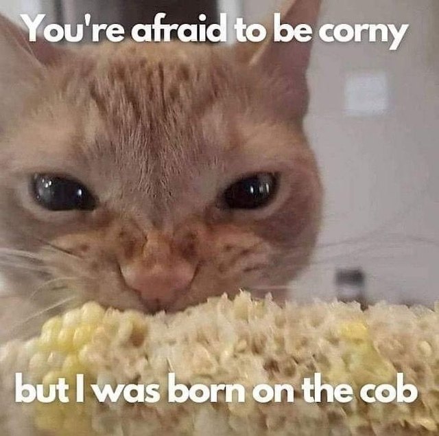 cat eating corn on the cob: &ldquo;you&rsquo;re afraid to be corny but I was born on the cob&rdquo;