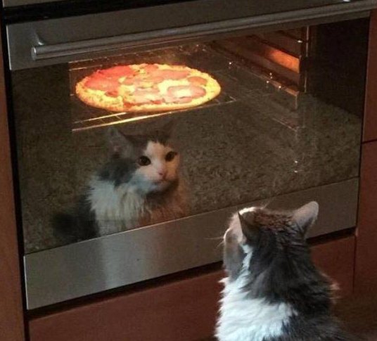 a cat sitting in front of the oven watching a pizza bake, its own reflection staring back out of the glass