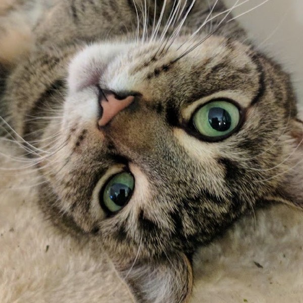 Chico