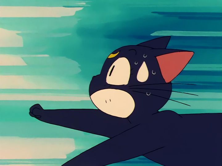 every cat in the ward, and the one that stops them