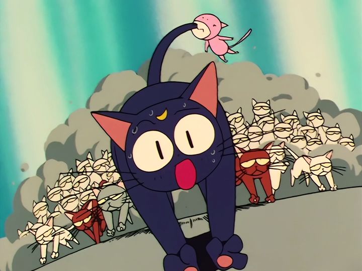 every cat in the ward, and the one that stops them