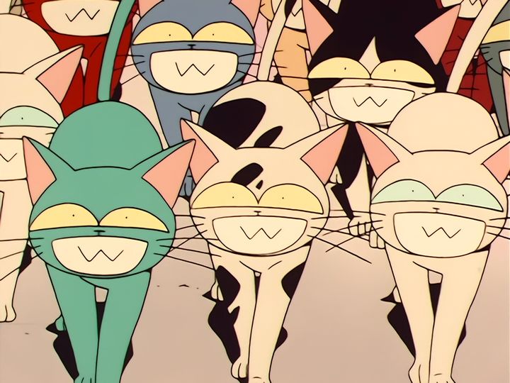 every cat in the ward, and the one that stops them