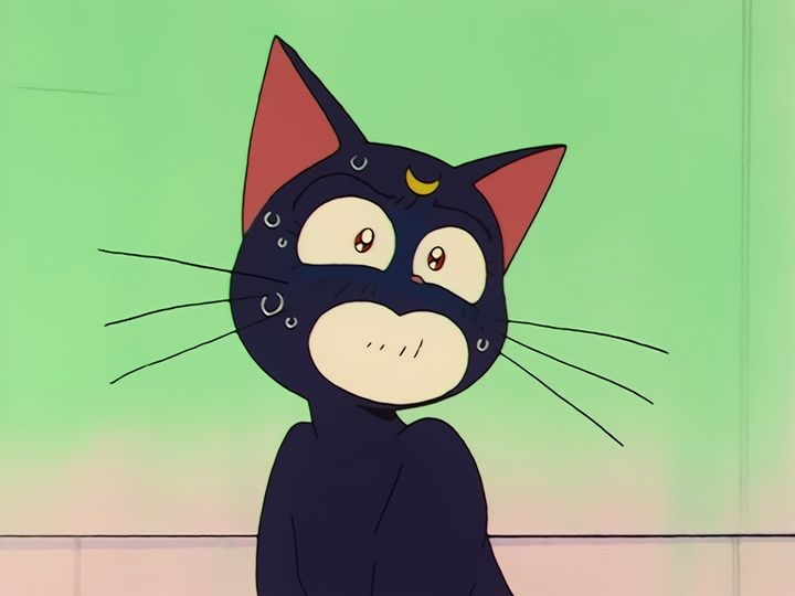 every cat in the ward, and the one that stops them