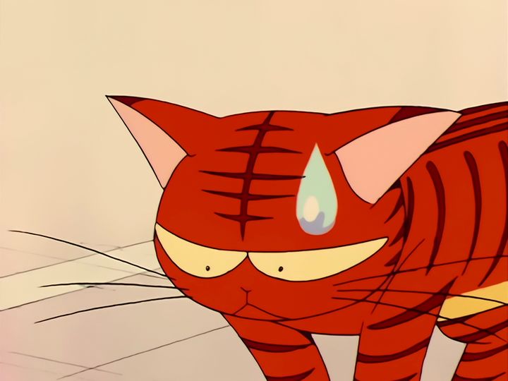every cat in the ward, and the one that stops them