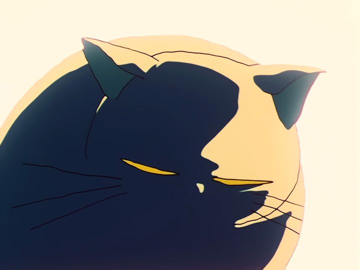 every cat in the ward, and the one that stops them
