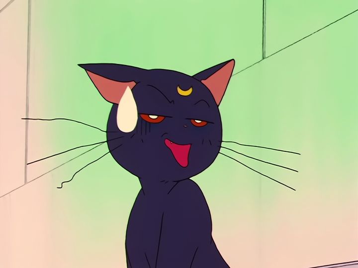 every cat in the ward, and the one that stops them