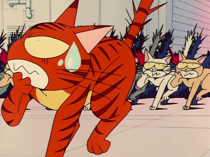 every cat in the ward, and the one that stops them