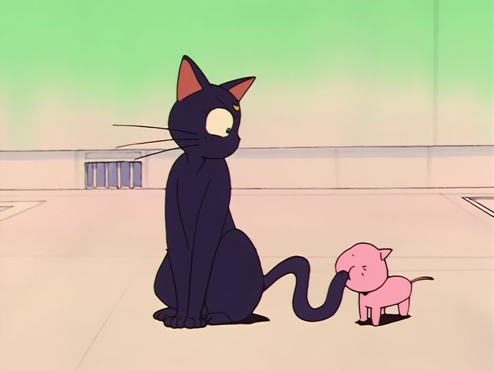 every cat in the ward, and the one that stops them