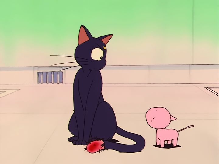 every cat in the ward, and the one that stops them