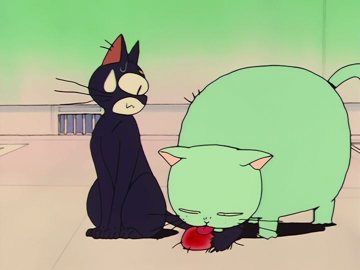 every cat in the ward, and the one that stops them