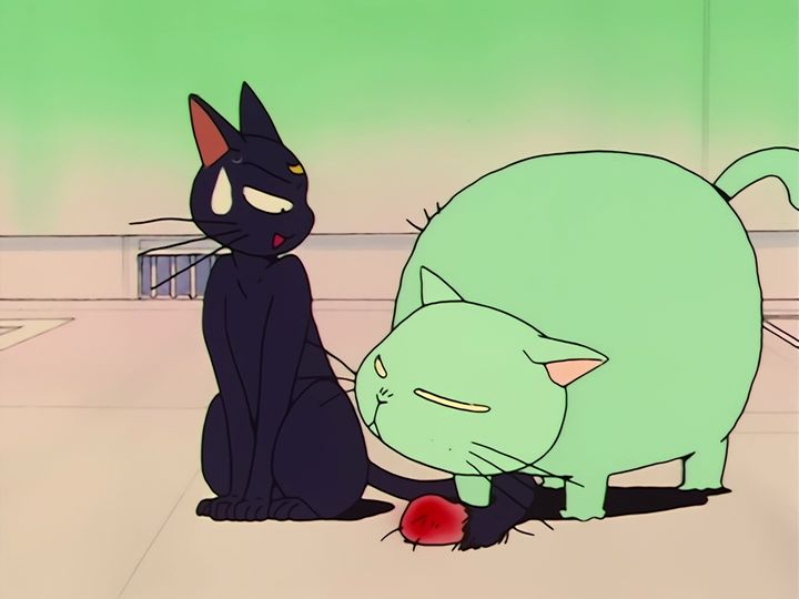 every cat in the ward, and the one that stops them