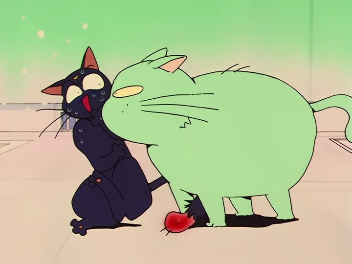 every cat in the ward, and the one that stops them