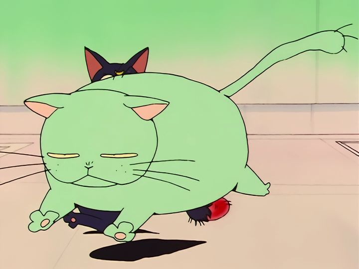 every cat in the ward, and the one that stops them
