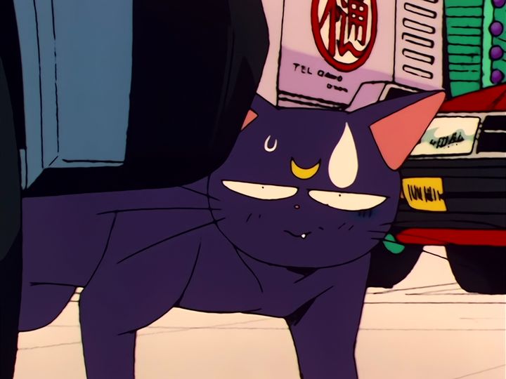 every cat in the ward, and the one that stops them